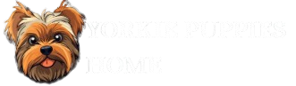 Yorkie Puppies Home
